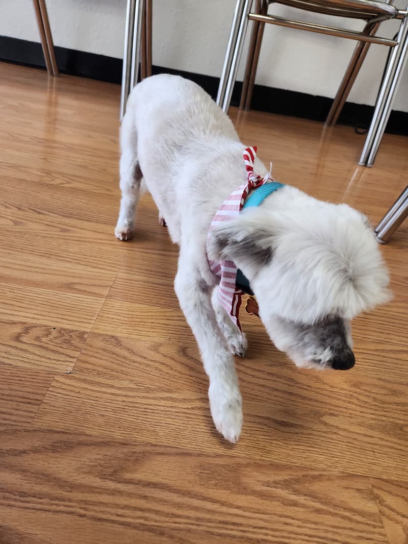 A small groomed white dog photographed from above on a wood floor