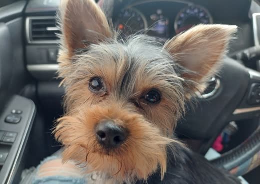 Close-up of a Yorkshire terrier with ears up, coat tidy after a groom