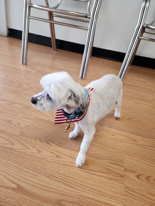 A small white poodle-mix in a bandana standing on a wood floor after its groom