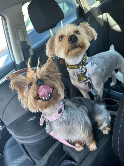 Two groomed Yorkshire terriers sitting together on a car seat